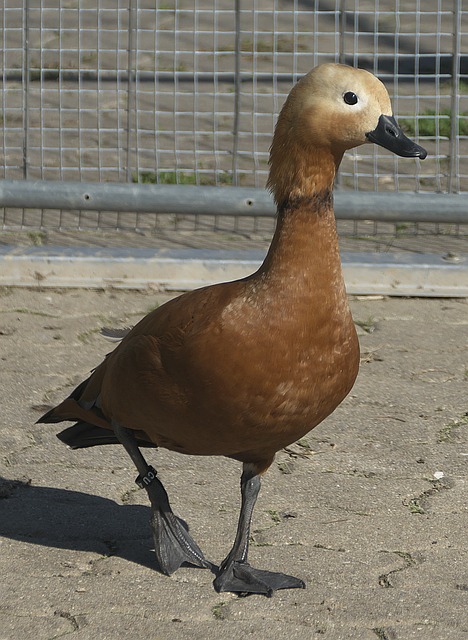 威斯布魯克